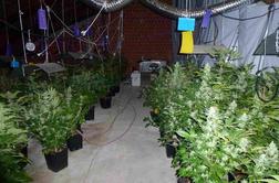 Policija odkrila gojilnico konoplje in zasegla več kot 250 rastlin
