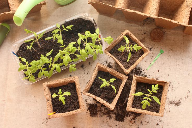 pikiranje | Foto: Shutterstock