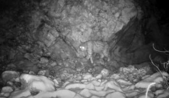 Kamera v naravnem okolju ujela evrazijskega risa. Kam se odpravlja?