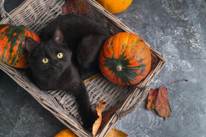 črna mačka | Foto Shutterstock