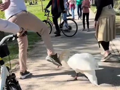 Sprehajalec v ljubljanskem Tivoliju brcnil laboda