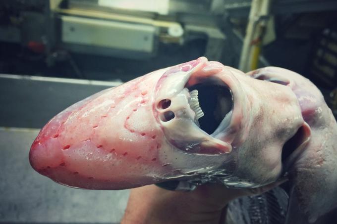 Riba, pošast | Foto: Twitter - Voranc