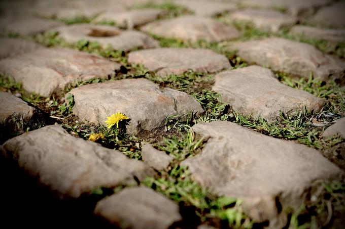 Tlakovci v slovitem Arenberškem gozdu, ki slovi kot najtežji del klasike Pariz-Roubaix. | Foto: Ana Kovač