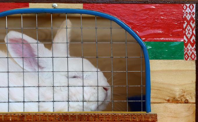 O napadih z izsiljevalskim programom Bad Rabbit poročajo predvsem iz Rusije in Ukrajine. Fotografija je, seveda, simbolična. | Foto: Reuters