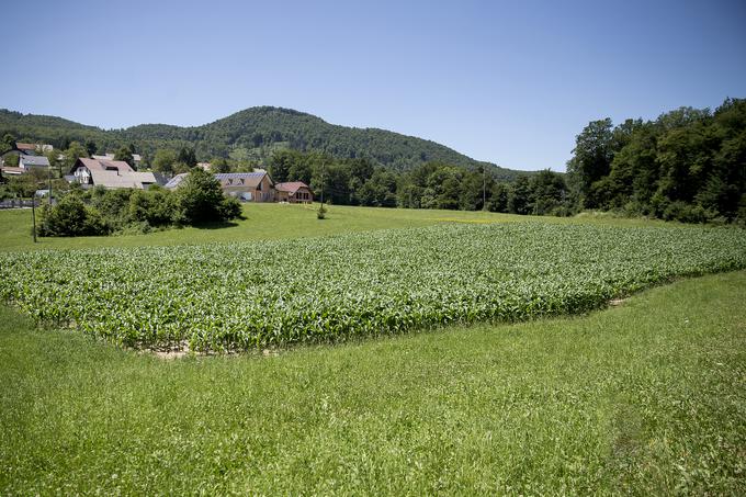 Na kmetiji obdelujejo okoli 34 hektarjev površin, okoli 50 hektarjev je gozda. V glavnem imajo travnike in dva hektarja njiv, na katerih raste koruza. Nazadnje jo je poškodovala toča, ki je padala tudi v velikosti teniških žogic, pove Matej. | Foto: Ana Kovač