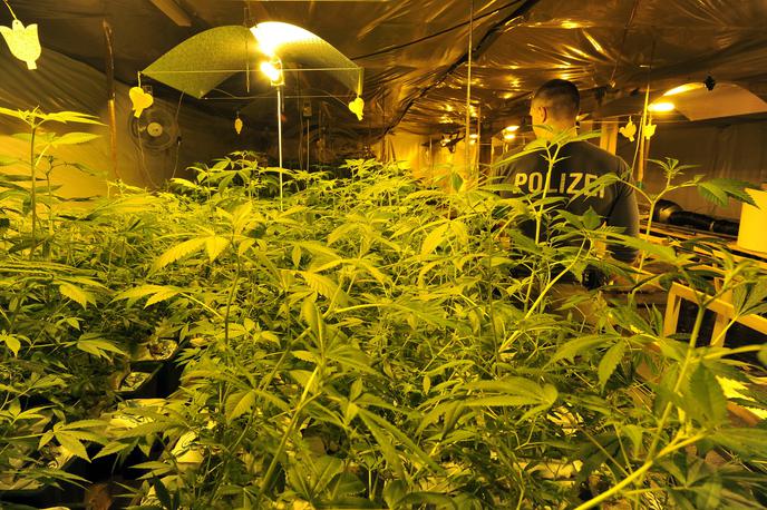 marihuana | Na sodišču naj bi podjetni električar priznal, da mu obrt ni preveč uspevala, bil je v finančni krizi, zato se je domislil donosnejšega gojenja rastlin konoplje. Fotografija je simbolična. | Foto Guliverimage
