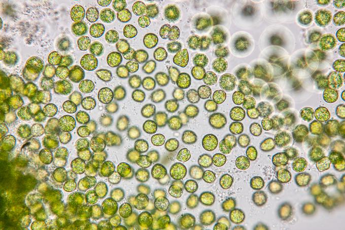 chlorella vulgaris | Foto: Shutterstock
