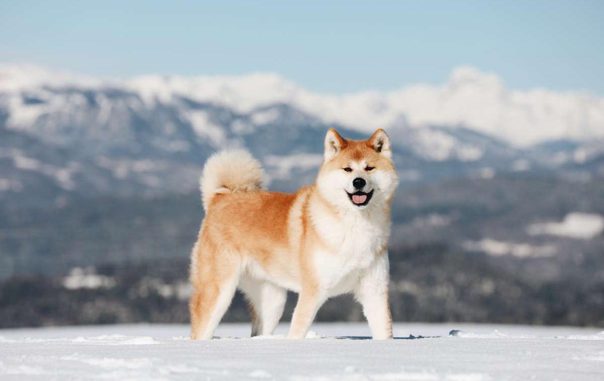 Akita Inu, pes, psi | Akite so veliki, močni psi. Tehtajo od 30 do 40 kilogramov, v višino pa merijo od 60 do 65 centimetrov.  | Foto Shutterstock