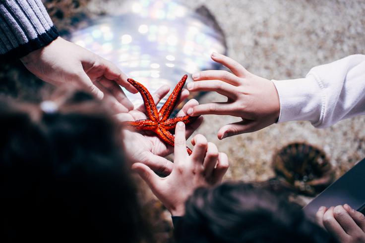 McDonald's, Akvarij Piran | Foto: Jan Lukanović