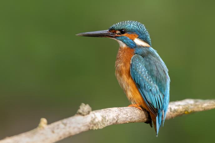 Vodomec | Foto Piotr Krzeslak