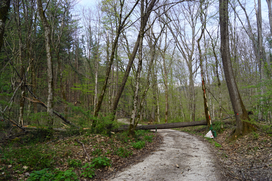 Vetrolom gozdovi