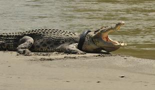 V krokodilu našli truplo pogrešanega ribiča