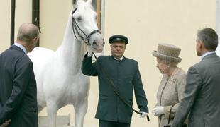 Poginil je žrebec, ki so ga v Lipici podarili britanski kraljici Elizabeti II