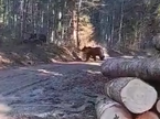 Medvedki, SiDG thumb