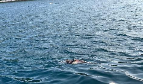 Žalosten prizor: v bližini Pelješkega mostu našli mrtvega delfina