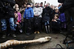 Danski živalski vrt po žirafi usmrtil še štiri leve