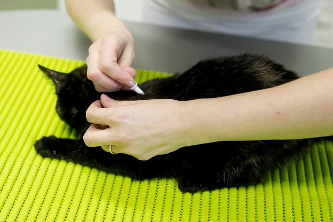 Veterinar ambulanta mačka maček | Foto Ana Kovač