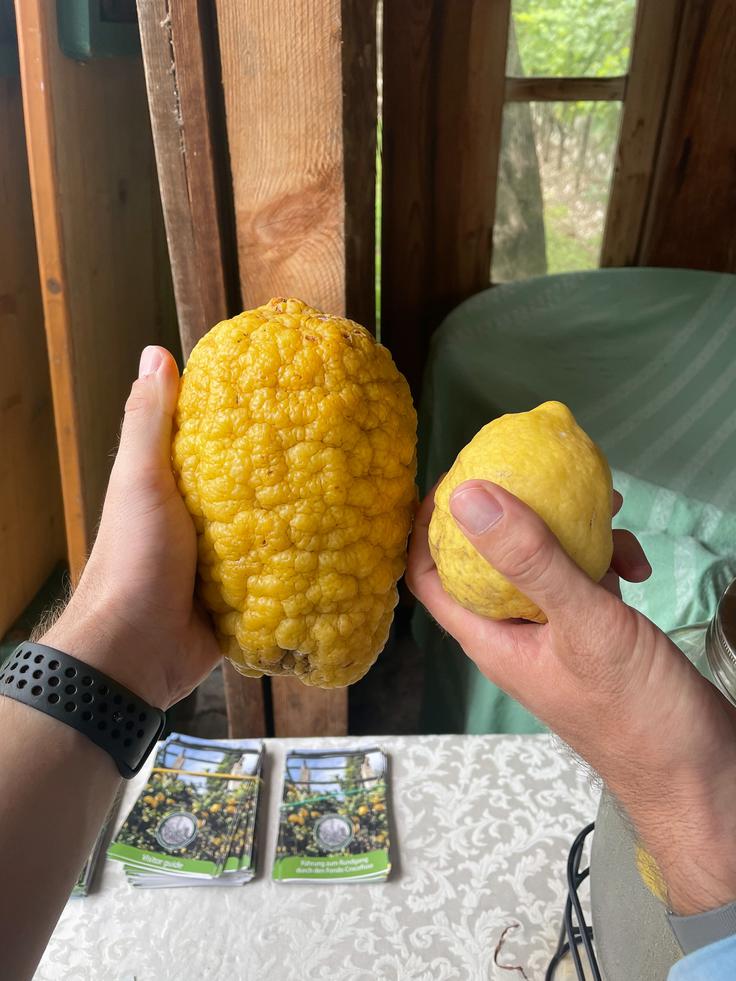 Citrus medica je "pra-agruma", iz katerega so z naravnim križanjem in gojenjem nastali številni drugi citrusi, kot so limone (Citrus limon). | Foto: Petko Grabljić