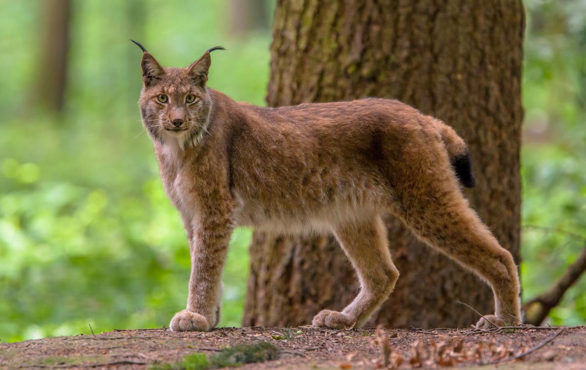 ris, risi, žival, lynx lynx | Po nekaterih ocenah je v Sloveniji trenutno okoli 40 odraslih risov. Za njihovo ohranjanje na našem prostoru je skrbel tudi projekt Life Lynx. (Fotografija je simbolična.) | Foto Shutterstock