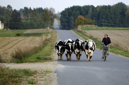 Imate novo sporočilo – od krave