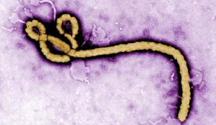 Na poti v Evropo prvi okuženi z ebolo