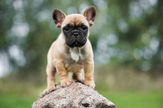 Zakaj je francoski buldog najboljši prijatelj, kar si ga lahko želite