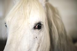 V Lipici zaradi zadušitve poginila dve leti stara kobila