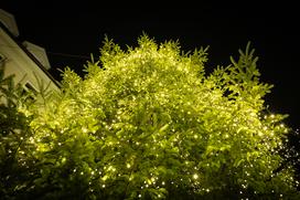 Prižig lučk Ljubljana 2025