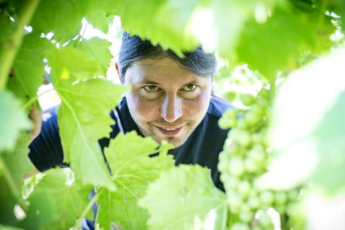 "Ves čas ne moremo biti v vinogradu, a s pametnim vinogradom bomo enako dobro seznanjeni," je prepričan vinar Rok Ražman iz Gračišča. | Foto: Ana Kovač
