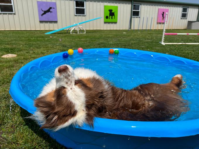 Psi se v vročini radi ohladijo v vodi, v bazenih, jezerih, rekah ali morju. | Foto: Shutterstock