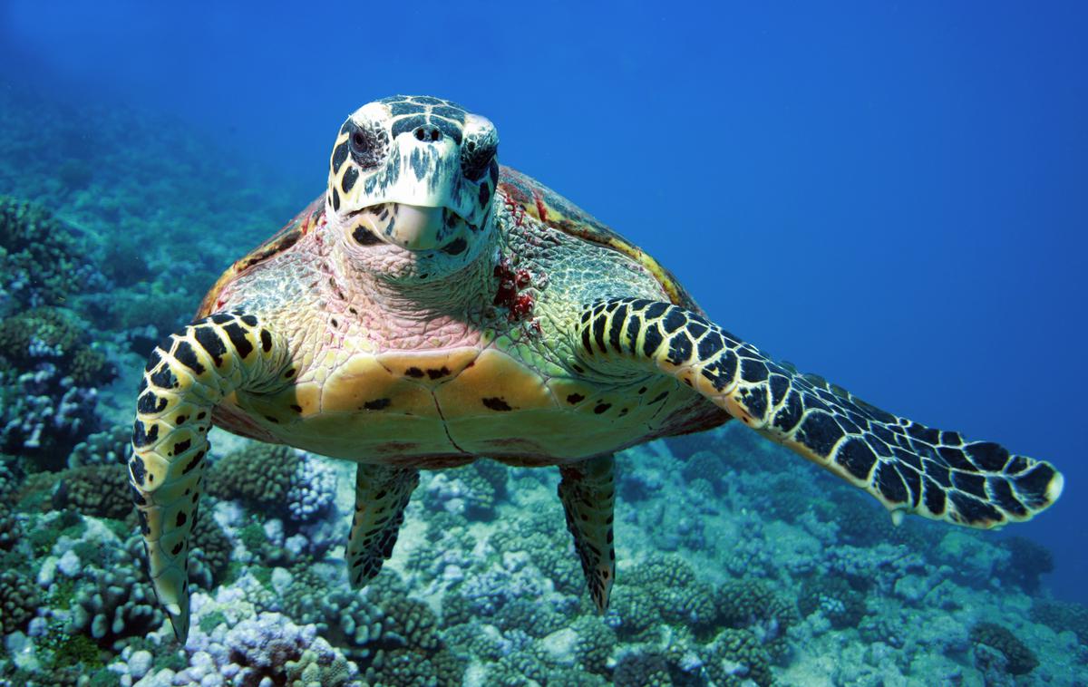 Želva | Želvje meso na Zanzibarju velja za specialiteto. | Foto Shutterstock