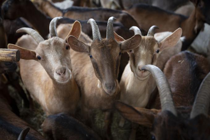 Zvedave koze so bile ob našem obisku še v hlevu. Na Blokah se pomlad šele prebuja. | Foto: Bojan Puhek