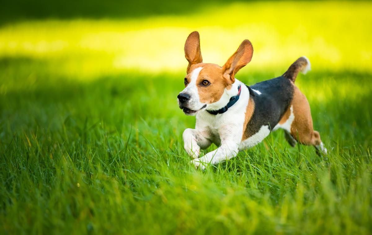 Pes. Kuža | Fotografija je simbolična. | Foto Shutterstock
