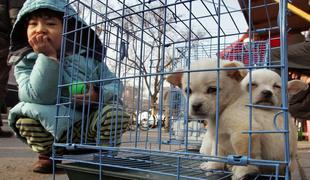 Psi na Kitajskem so nezaščiteni