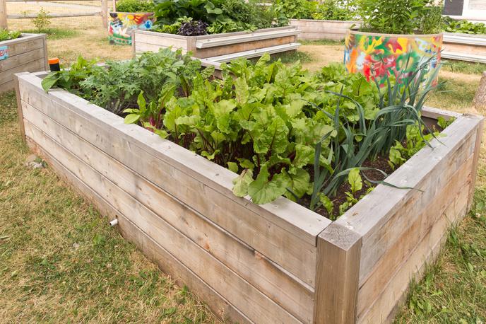 vrt, vrtnarjenje, vrtičkanje, sajenje | V aprilu naj bi vaš zelenjavni vrt dobil skoraj popolno podobo – nanj posadimo in posejemo skoraj vse, kar želimo v tekoči sezoni pridelati. | Foto Shutterstock