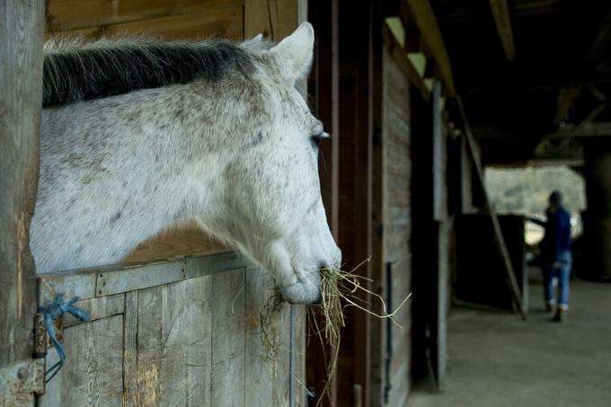 "Konji so posebni, vsak ima čisto drugačen karakter," pravi Tjaša. | Foto: Ana Kovač