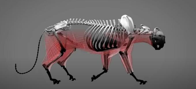 Dodajanje mišic na skelet živali v animaciji. | Foto: 
