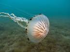 kompasna meduza