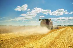 Slovenski mlinarji odkupili dobrih 61.000 ton pšenice