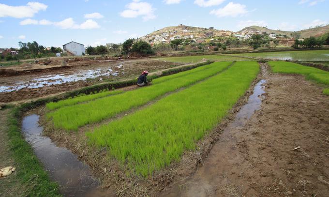Na Madagaskarju je zemlja zelo rodovitna, lahko bi raslo marsikaj, a gojijo predvsem riž, pravi Iztok. | Foto: Reuters