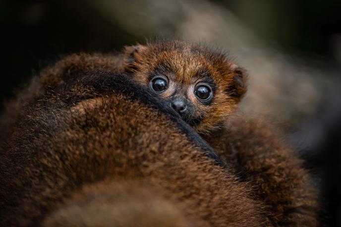 lemur | Foto cover images