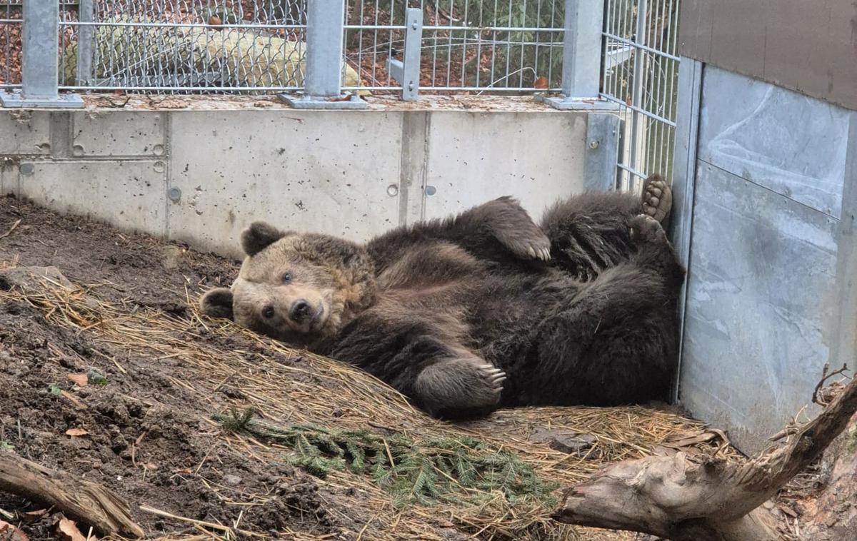Mici, medvedka, zavetišče, selitev, Avstrija | Foto FOUR PAWS/Facebook