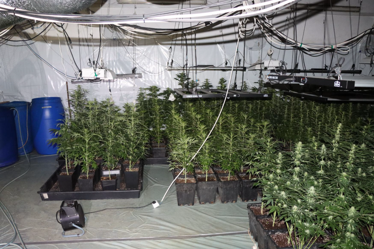 konoplja, trava, droga | Foto: policija