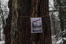 Protest proti sečnji gozda na Rožniku