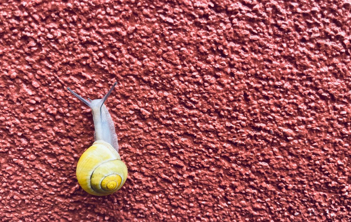 Polž fasada | Foto Shutterstock