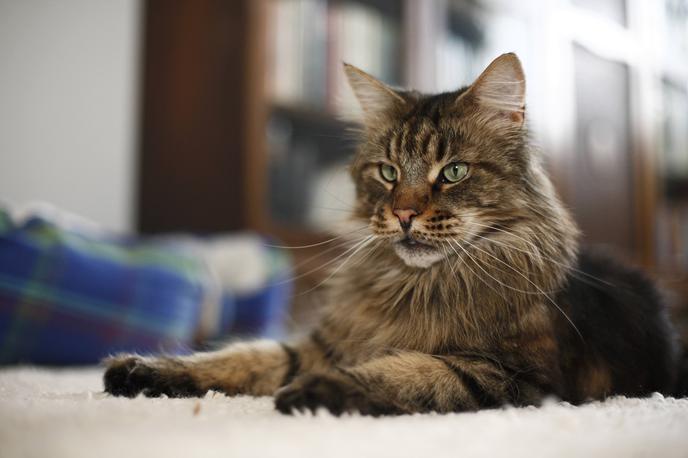 hišni ljubljenčki mačka Main coon | Poleg privlačne zunanje podobe se mačke pasme Maine Coon ponašajo s svojim značajem.  | Foto Guliverimage
