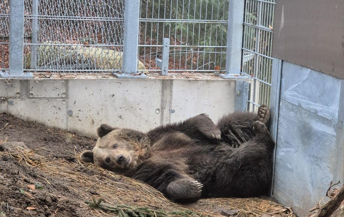 Mici, medvedka, zavetišče, selitev, Avstrija | Foto FOUR PAWS/Facebook