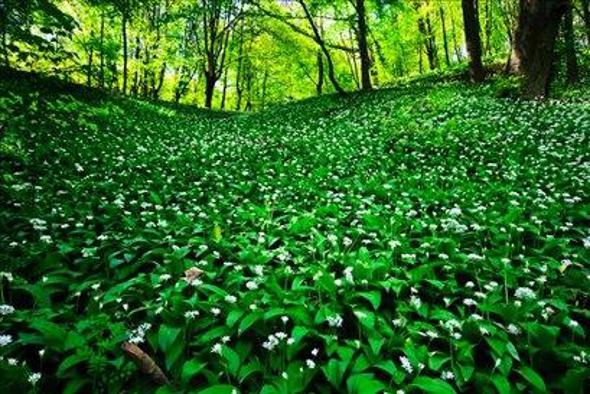 S čemažem nad spomladansko utrujenost