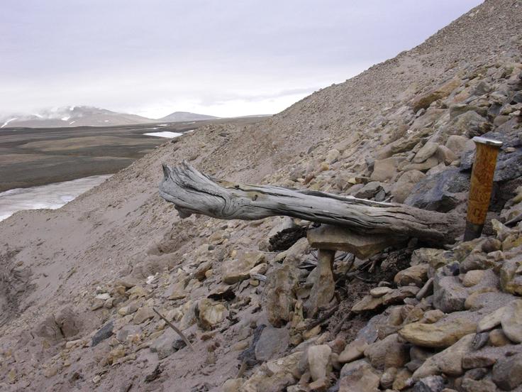 Na tej fotografiji je vidno dva milijona let staro deblo macesna, ki je obtičalo v permafrostu v obalnih usedlinah na severnem delu Grenlandije. | Foto: Reuters Connect