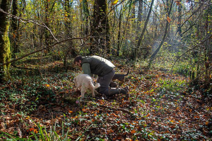 Zigante, sveži beli tartufi | Foto: Zigante tartufi